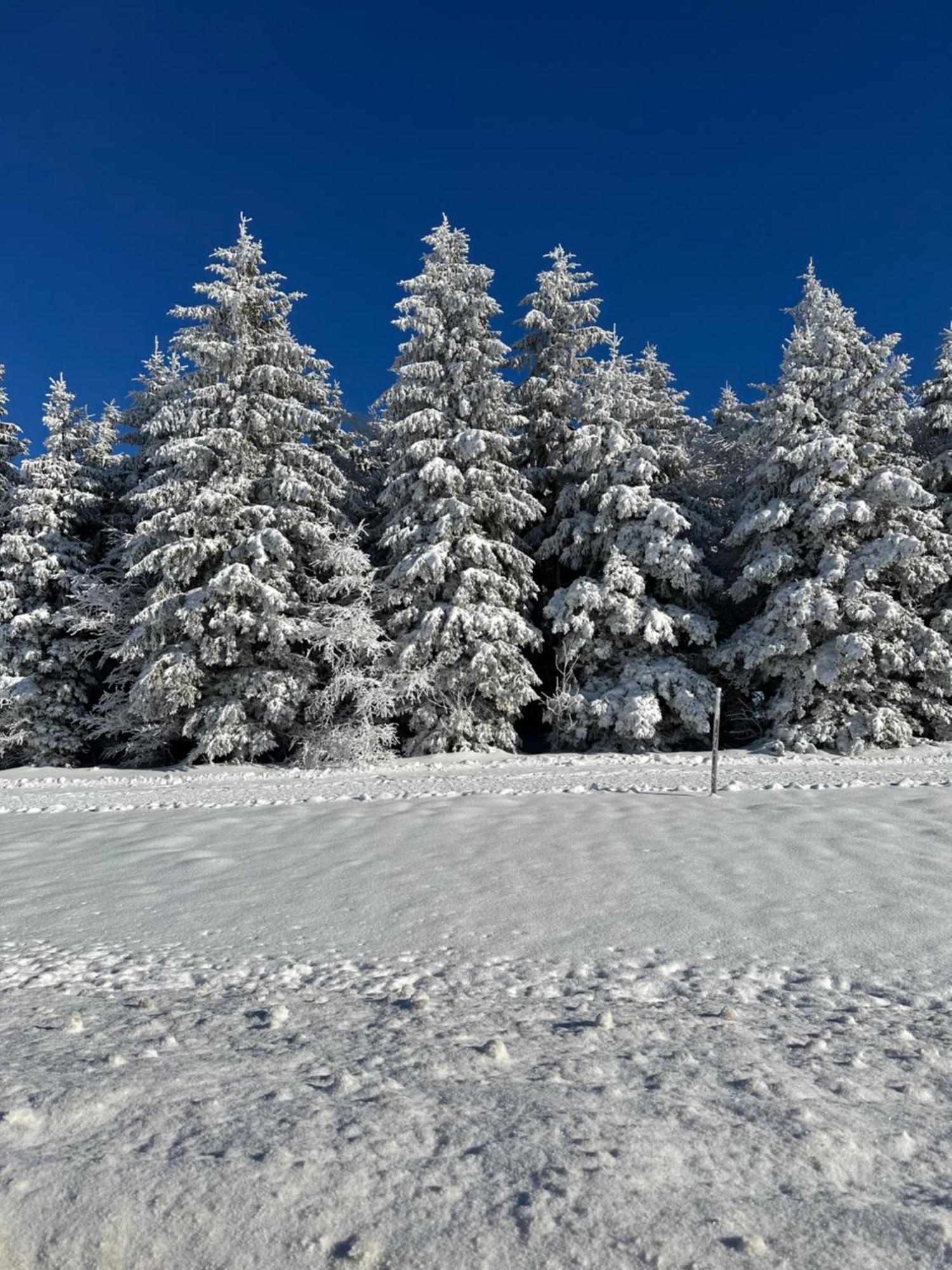 Bollenlodge - Ferienwohnung Mit Ausblick Und Top Lage Todtnau Luaran gambar